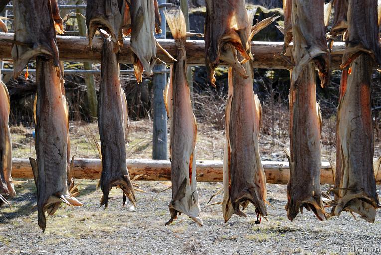 ENE-20090504-0360.jpg - [nl] Stokvis | Svolvær, Austvågøy, Lofoten, Noorwegen[en] Dried fish | Svolvær, Austvågøy, Lofoten, Norway